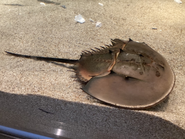 山口県カブトガニ