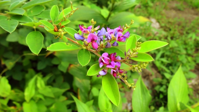 山口県萩市陶芸の村公園ハギの花
