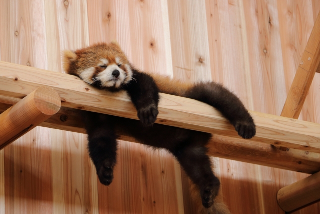 徳山動物園年パス情報記事