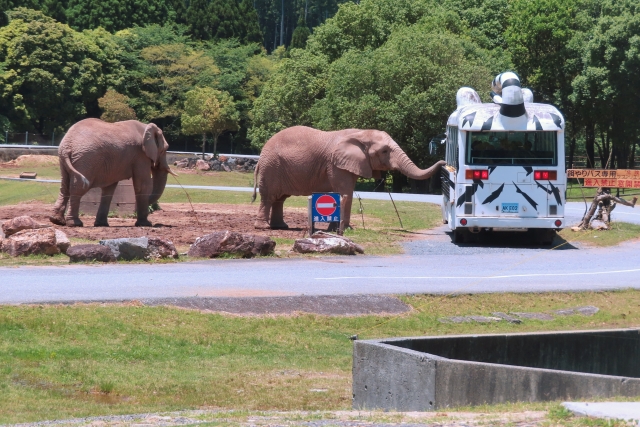 秋吉台サファリランド年パス情報記事