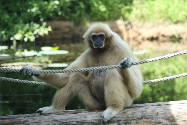 ときわ動物園年パス情報記事