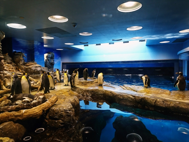 海響館年パス情報記事